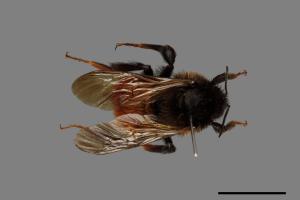 Bombus bicoloratus[雙色熊蜂][00074750]