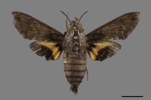 Macroglossum fritzei[佛瑞茲長喙天蛾][00118736]