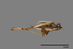 <已分類>Family：Trigonidiidae[草蟋科][00054400]