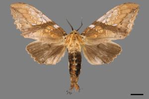 Dudusa nobillis[斜帶白斑舟蛾][00031073]