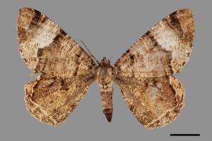 Xandrames latiferaria curvistriga[刮紋玉臂尺蛾][00036111]