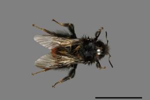 Bombus formosellus[信義熊蜂][00074711]