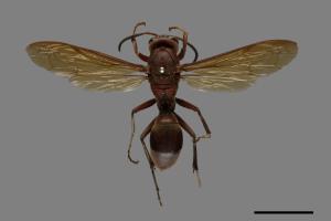 Polistes tenebricosus[赭褐長腳蜂][00074296]