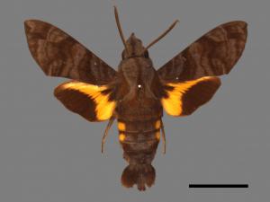 Macroglossum neotroglodytus[灰紋長喙天蛾][00016610]