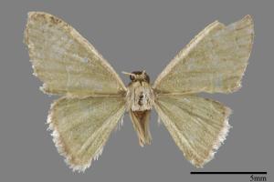 <已分類>Genus：Idaea[00089521]