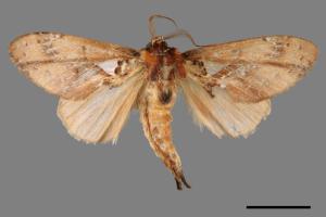Ginshachia elongata[銀紋舟蛾][00015861]