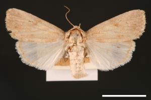 Spodoptera pecten[梳灰翅夜蛾][00002889]