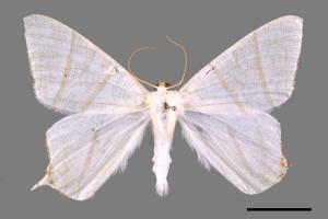 Ourapteryx pallidula[淡黃尾尺蛾][00017943]