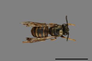 Vespula rufa[北方黃胡蜂][00072839]