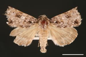 Acronicta albistigma[00000435]