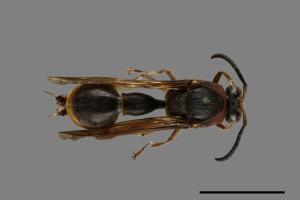 Oreumenes decoratus[00075193]