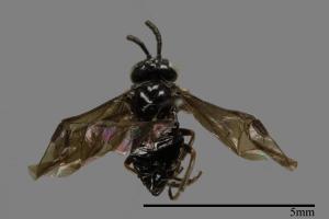<已分類>Family：Tenthredinidae[葉蜂科][00100037]