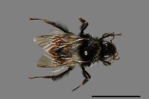 Bombus formosellus[信義熊蜂][00074678]