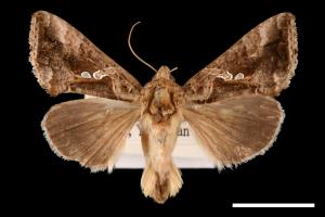 Ctenoplusia agnata[00003647]