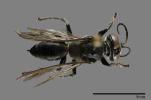 <已分類>Family：Sphecidae[細腰蜂科][00117618]