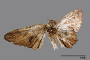 <已分類>Genus：Phazaca[00052537]