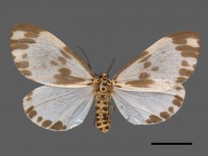 Nyctemera formosana[後凸蝶燈蛾][00038817]
