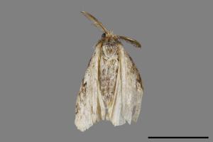 Lymantria grisea kosemponis[L紋褐毒蛾][00055958]