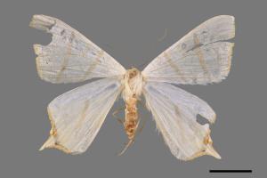 Ourapteryx pallidula[淡黃尾尺蛾][00019081]