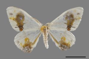 Macrocilix maia[刺啞鈴帶鉤蛾][00095048]