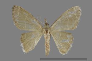 <已分類>Genus：Idaea[00093180]