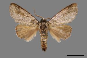 Pseudofentonia diluta variegata[迴舟蛾][00039913]
