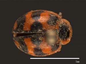 Harmonia octomaculata[八斑和瓢蟲][00084988]