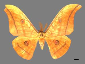 Antheraea yamamai superba[大透目天蠶蛾][00016119]