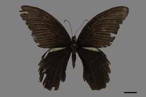 Papilio protenor protenor[黑鳳蝶][00101262]