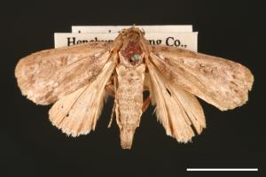 Acronicta albistigma[00000441]