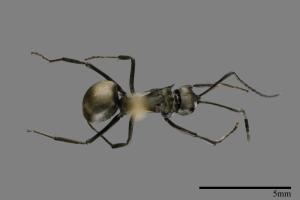 Polyrhachis latona[拉多那棘山蟻][00093983]