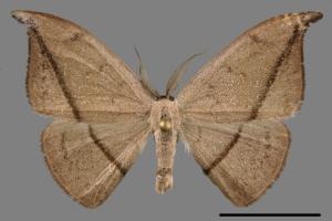 Albara reversaria opalescens[單帶鉤蛾][00028632]