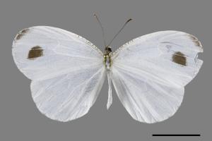 Leptosia nina niobe[黑點粉蝶][00093851]