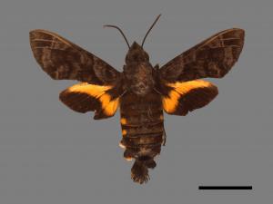 Macroglossum poecilum[帶長喙天蛾][00016924]