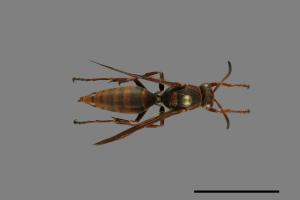 Polistes eboshinus[姬長腳蜂][00072800]