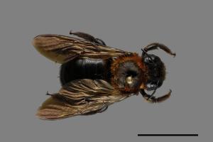 <已分類>Genus：Xylocopa[絨木蜂屬][00074749]