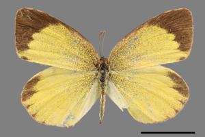 Eurema laeta punctissima[端黑黃蝶][00058777]