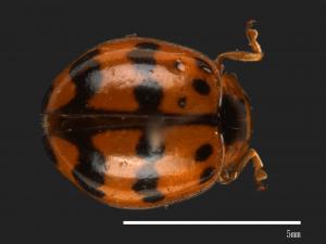 Harmonia octomaculata[八斑和瓢蟲][00084133]