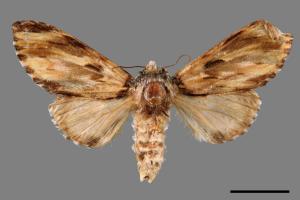 Neopheosia fasciata fasciata[00070675]