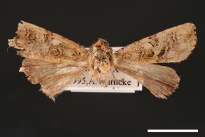 Euplexidia angusta[00001945]