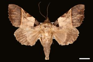 Serrodes campana[鈴斑翅夜蛾][00028392]