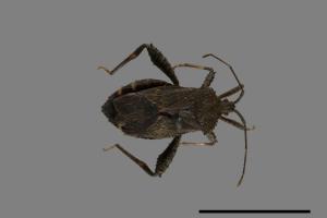 Acanthocoris scaber[瘤緣蝽][00087930]