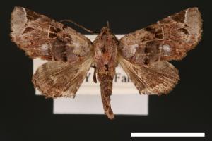Atacira affinis[00003776]