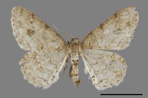 <已分類>Genus：Ectropis[00069992]