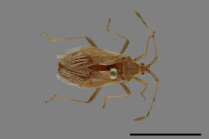 Homoeocerus unipunctatus[00090014]