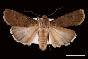 Agrotis segetum[蕪菁夜蛾][00058983]