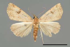 Pseudogyrtona marmorea[00008116]