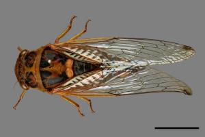 Nipponosemia terminalis[端黑蟬][00075720]