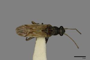 Pseudopachybrachius guttus[圓眼長蝽][00049834]