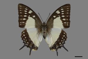 Polyura eudamippus formosana[雙尾蝶][00102337]